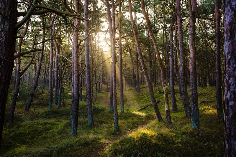Forest labyrinth