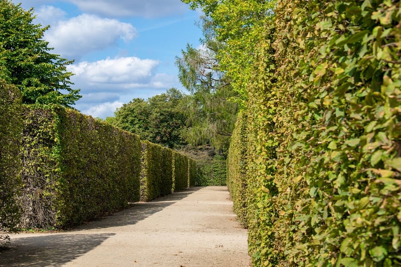 Labyrinth in nature